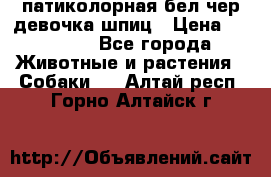 патиколорная бел/чер девочка шпиц › Цена ­ 15 000 - Все города Животные и растения » Собаки   . Алтай респ.,Горно-Алтайск г.